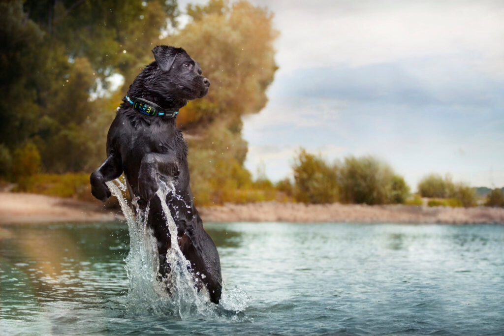 Chien jouant dans l'eau avec collier anti aboiement