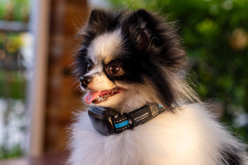 Petit chien, heureux avec collier anti aboiement