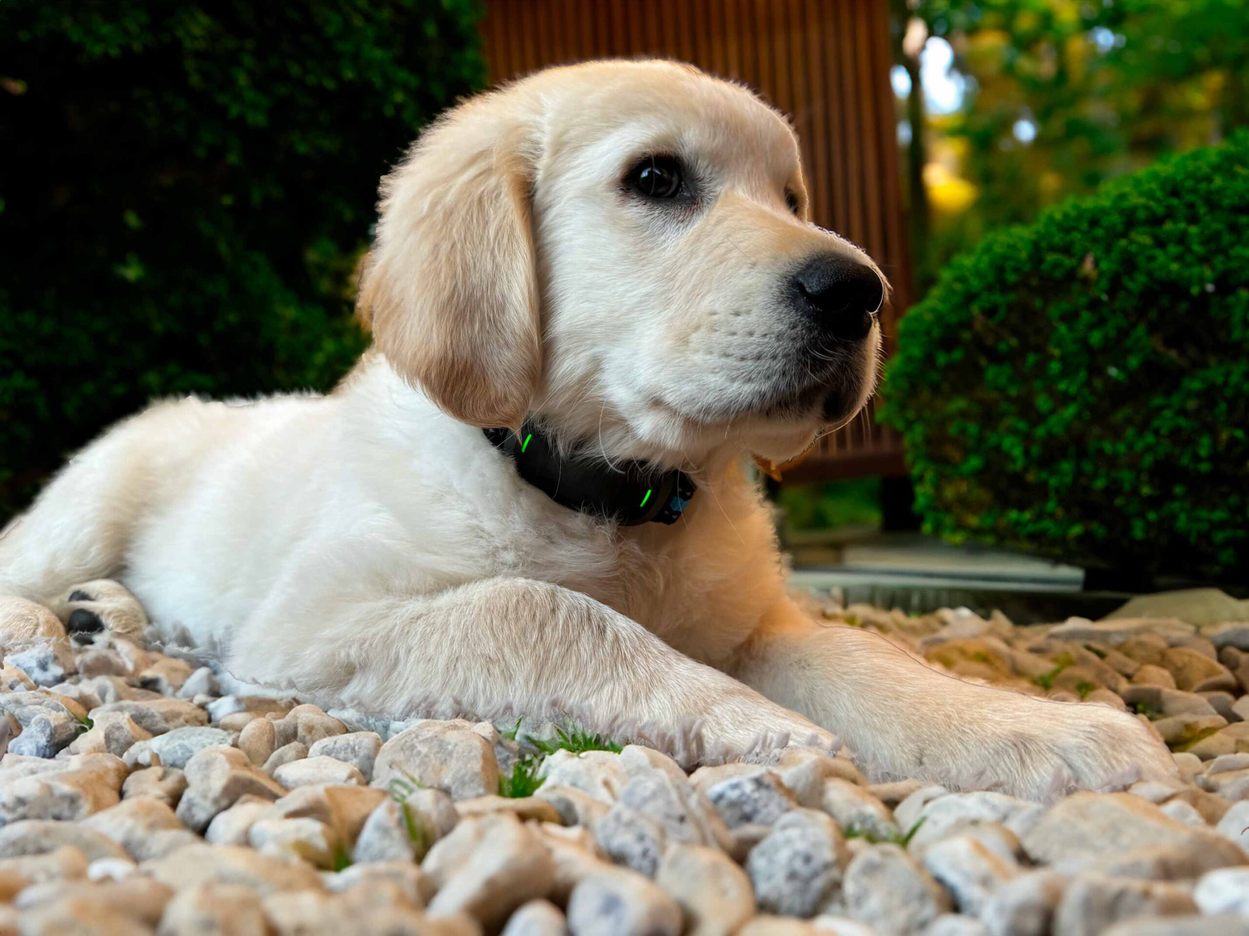 Chien qui n'aboie plus