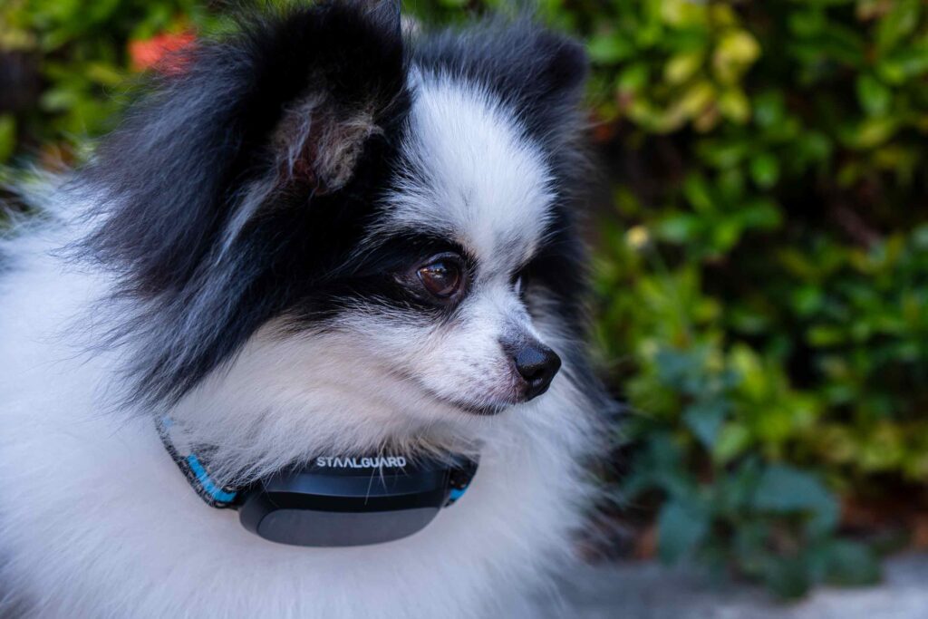 Petit chien, heureux avec collier anti aboiement